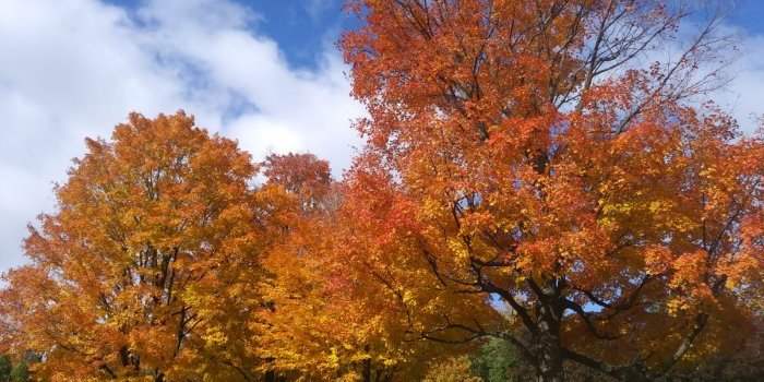 Marche d'automne au Mont Saint Bruno ANNULÉE 