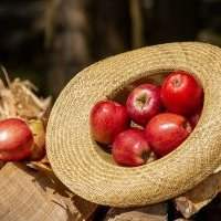 Tous en cuisine ! Vive les pommes !