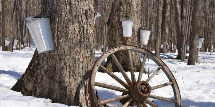 Incontournable : la Cabane à sucre