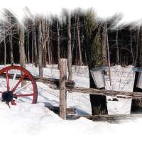 Cabane à sucre