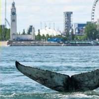 Sortie culturelle Online : Le périple de la baleine à bosse - UQAM - Jeudi 11 juin 2020 16:00-17:30