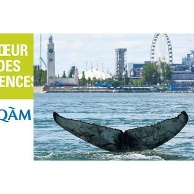 Sortie culturelle Online : Le périple de la baleine à bosse - UQAM