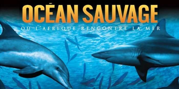 Sortie culturelle Online : "Océan Sauvage" (en français) - Cinéma IMAX® TELUS du Centre des sciences de Montréal
