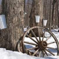 Incontournable : la Cabane à sucre