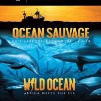 Sortie culturelle Online : "Océan Sauvage" (en français) - Cinéma IMAX® TELUS du Centre des sciences de Montréal